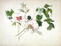 Japanese Tree Peony (Paeonia Suffructicosa), 1815-Lucy Cust-Giclee Print