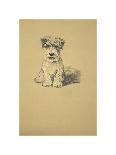 Binkie, Sealyham Terrier-Lucy Dawson-Premium Giclee Print