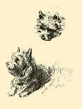 Dogs, Sealyham, Dawson-Lucy Dawson-Framed Photographic Print