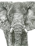 Elephant Portrait-Lucy Francis-Giclee Print