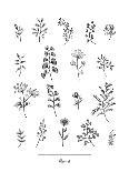 Herbarium Blomst-Lucy Francis-Giclee Print