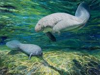 Crystal River Manatee-Lucy P. McTier-Giclee Print