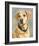 Lucy Yellow Lab-Edie Fagan-Framed Art Print