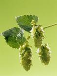 Sprig of Hops-Ludger Rose-Photographic Print