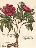 Magnificent Rose III-Ludwig Van Houtte-Laminated Art Print