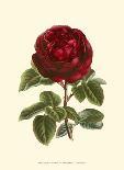Magnificent Rose III-Ludwig Van Houtte-Laminated Art Print