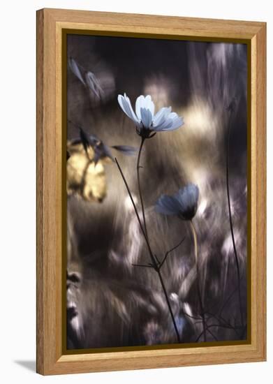 Lueur d'Automne-Fabien BRAVIN-Framed Premier Image Canvas