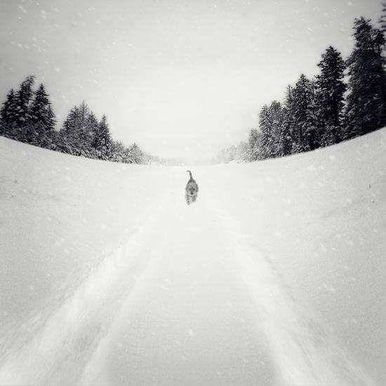 Photographic Print, , large