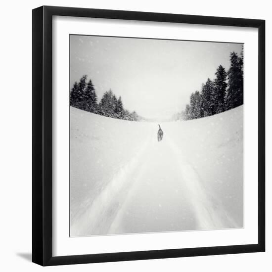 Photographic Print, , large