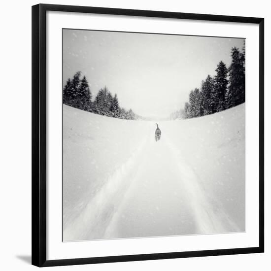 Photographic Print, , large