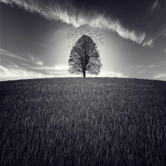 Photographic Print, , large