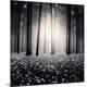 Photographic Print