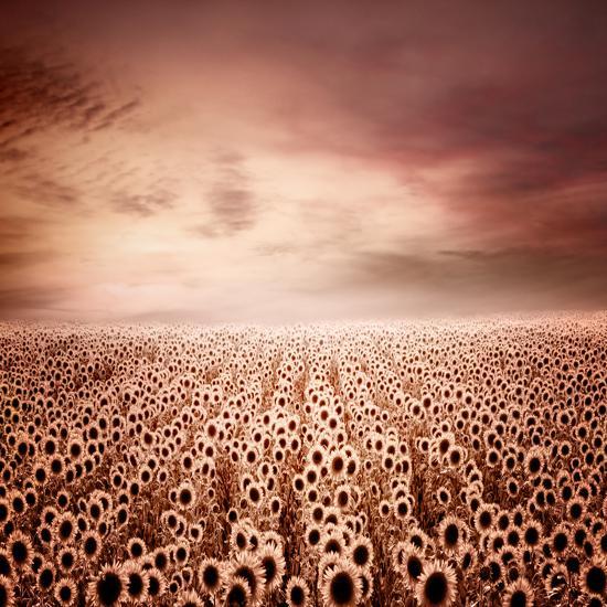 Photographic Print, , large