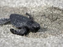 APTOPIX El Salvador Turtles Released-Luis Romero-Photographic Print