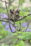 Family of White-Tufted-Ear Marmosets (Callithrix Jacchus) with a Baby-Luiz Claudio Marigo-Mounted Photographic Print