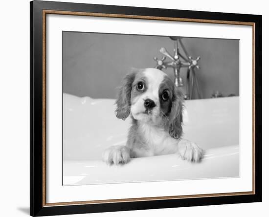 Lulu-Kim Levin-Framed Photographic Print