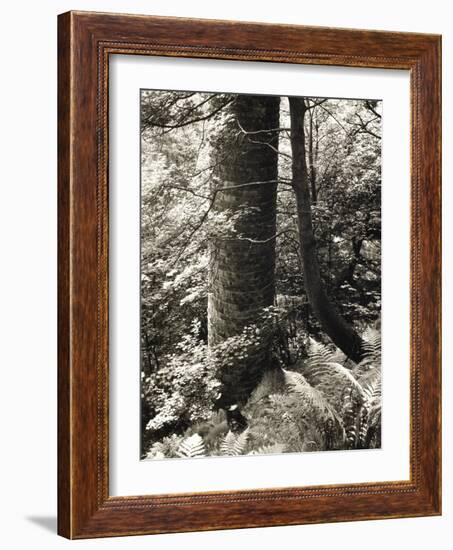 Lumb Valley, Yorkshire 1977 Calden Valley and Elmet Series-Fay Godwin-Framed Giclee Print