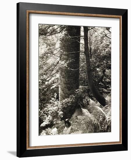 Lumb Valley, Yorkshire 1977 Calden Valley and Elmet Series-Fay Godwin-Framed Giclee Print