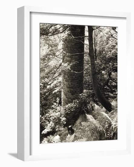 Lumb Valley, Yorkshire 1977 Calden Valley and Elmet Series-Fay Godwin-Framed Giclee Print