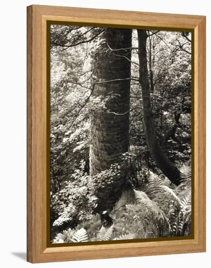 Lumb Valley, Yorkshire 1977 Calden Valley and Elmet Series-Fay Godwin-Framed Premier Image Canvas