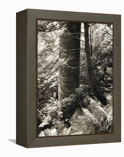 Lumb Valley, Yorkshire 1977 Calden Valley and Elmet Series-Fay Godwin-Framed Premier Image Canvas