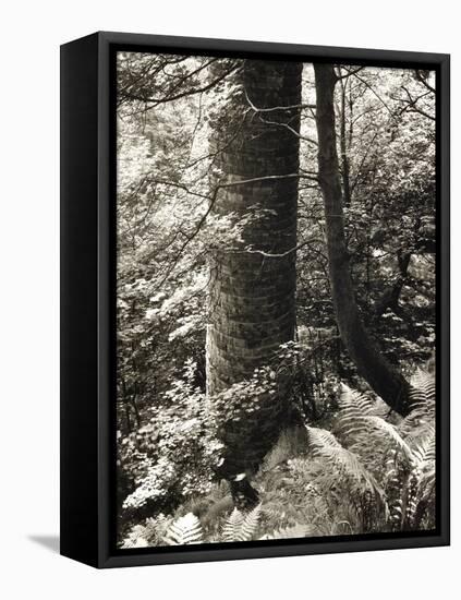 Lumb Valley, Yorkshire 1977 Calden Valley and Elmet Series-Fay Godwin-Framed Premier Image Canvas