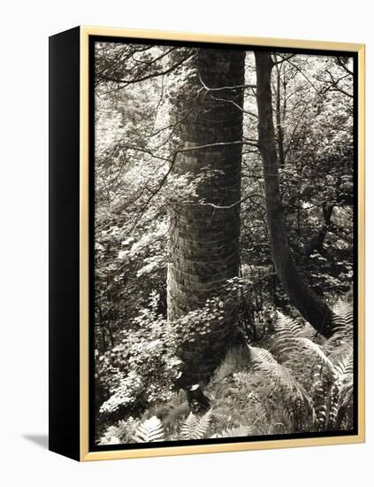 Lumb Valley, Yorkshire 1977 Calden Valley and Elmet Series-Fay Godwin-Framed Premier Image Canvas