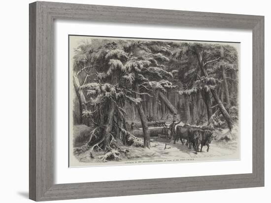 Lumbering in New Brunswick, Lumbermen at Work in the Forest-null-Framed Giclee Print