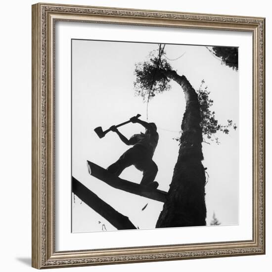 Lumberjack Cutting Tree in New Zealand-George Silk-Framed Photographic Print