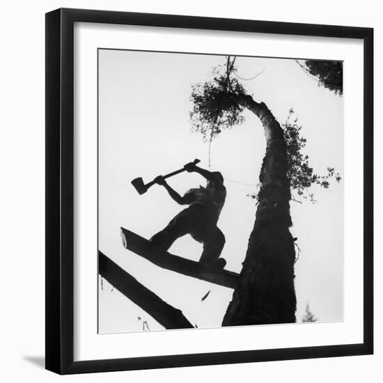 Lumberjack Cutting Tree in New Zealand-George Silk-Framed Photographic Print