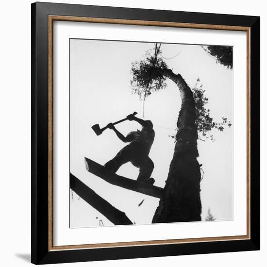 Lumberjack Cutting Tree in New Zealand-George Silk-Framed Photographic Print