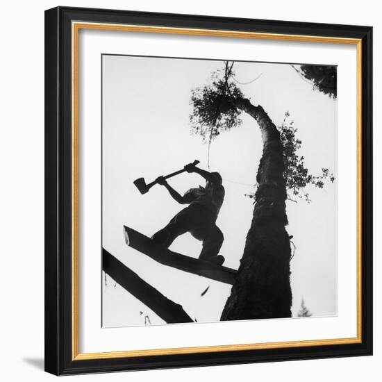 Lumberjack Cutting Tree in New Zealand-George Silk-Framed Photographic Print