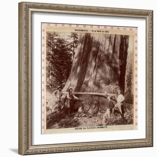 Lumberjacks About to Fell a Giant Redwood with a Drag Saw, Sacramento, California, 1893-null-Framed Giclee Print
