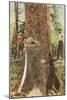 Lumberjacks Felling Cedar, Washington-null-Mounted Art Print