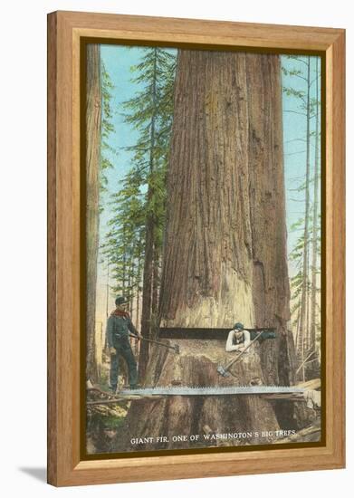 Lumberjacks Felling Fir, Washington-null-Framed Stretched Canvas