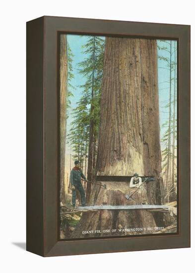 Lumberjacks Felling Fir, Washington-null-Framed Stretched Canvas