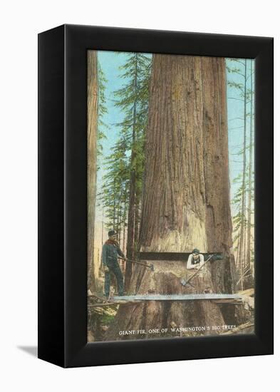 Lumberjacks Felling Fir, Washington-null-Framed Stretched Canvas