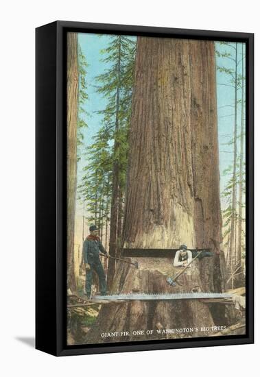 Lumberjacks Felling Fir, Washington-null-Framed Stretched Canvas