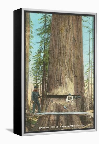 Lumberjacks Felling Fir, Washington-null-Framed Stretched Canvas