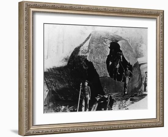 Lumberjacks Inside a Redwood Tree - Humboldt County, CA-Lantern Press-Framed Art Print