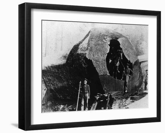 Lumberjacks Inside a Redwood Tree - Humboldt County, CA-Lantern Press-Framed Art Print