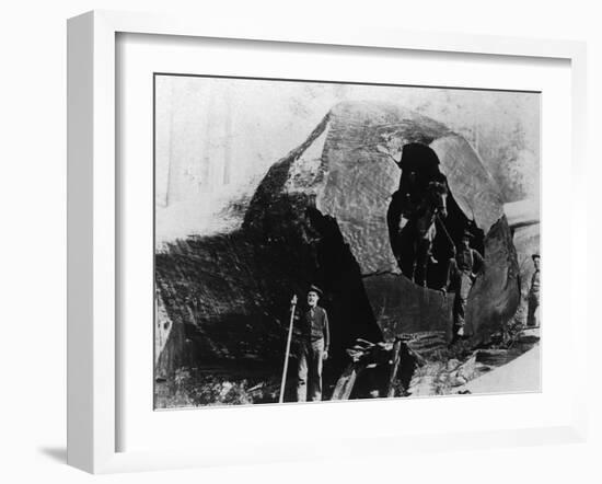 Lumberjacks Inside a Redwood Tree - Humboldt County, CA-Lantern Press-Framed Art Print