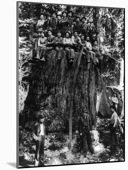 Lumberjacks prepairing Fir Tree for St. Louis World's Fair Photograph - Washington State-Lantern Press-Mounted Art Print