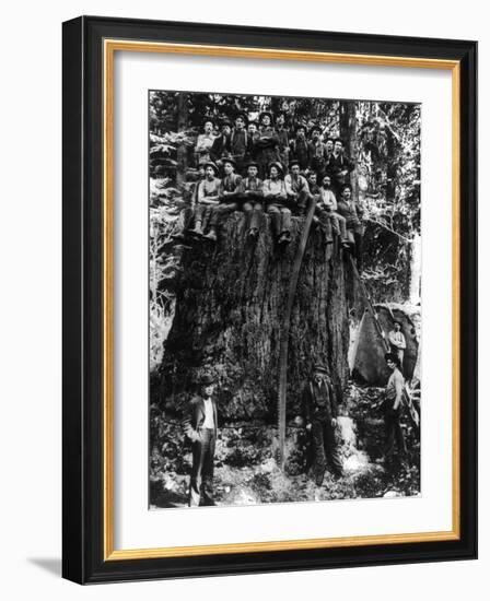 Lumberjacks prepairing Fir Tree for St. Louis World's Fair Photograph - Washington State-Lantern Press-Framed Art Print