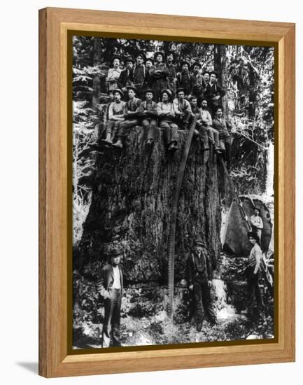 Lumberjacks prepairing Fir Tree for St. Louis World's Fair Photograph - Washington State-Lantern Press-Framed Stretched Canvas