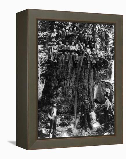 Lumberjacks prepairing Fir Tree for St. Louis World's Fair Photograph - Washington State-Lantern Press-Framed Stretched Canvas