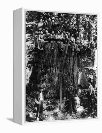 Lumberjacks prepairing Fir Tree for St. Louis World's Fair Photograph - Washington State-Lantern Press-Framed Stretched Canvas