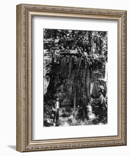 Lumberjacks prepairing Fir Tree for St. Louis World's Fair Photograph - Washington State-Lantern Press-Framed Art Print