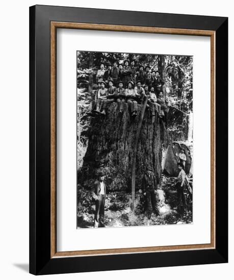 Lumberjacks prepairing Fir Tree for St. Louis World's Fair Photograph - Washington State-Lantern Press-Framed Art Print