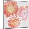 Luminescent Blooms-null-Mounted Giclee Print